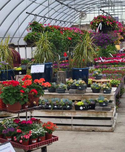 Grandma's Gardens